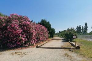 Camargue