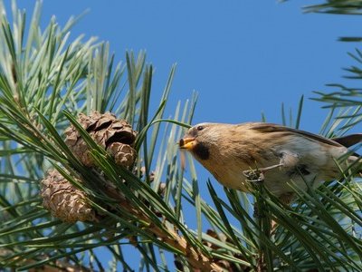 Atelier Life - Les oiseaux des Alpilles