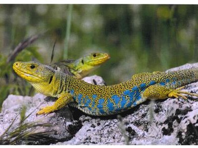 Conférence "Reptiles et batraciens des Alpilles"