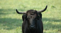 Manade des orgonens à Noves